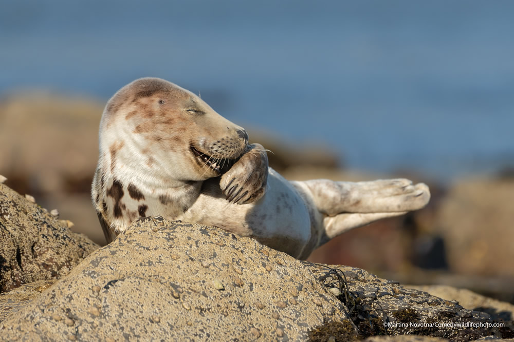 42 Funniest Photos Of The Comedy Wildlife Photography Awards 2021