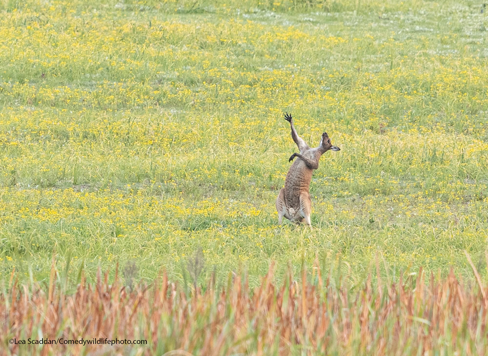 42 Funniest Photos Of The Comedy Wildlife Photography Awards 2021