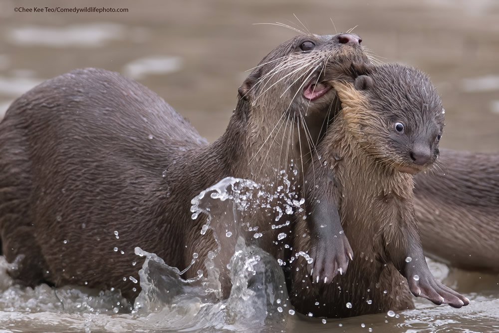 42 Funniest Photos Of The Comedy Wildlife Photography Awards 2021