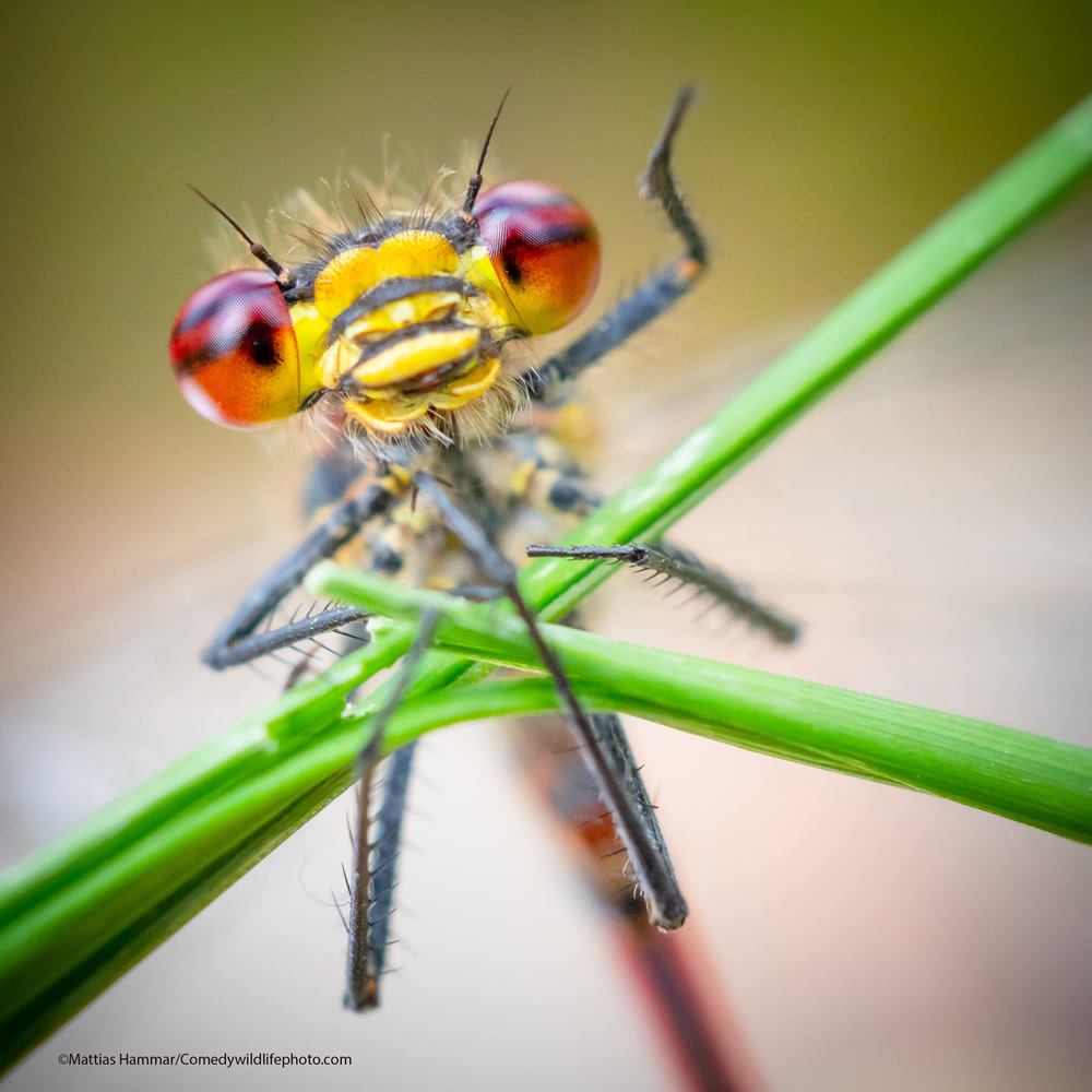 42 Funniest Photos Of The Comedy Wildlife Photography Awards 2021