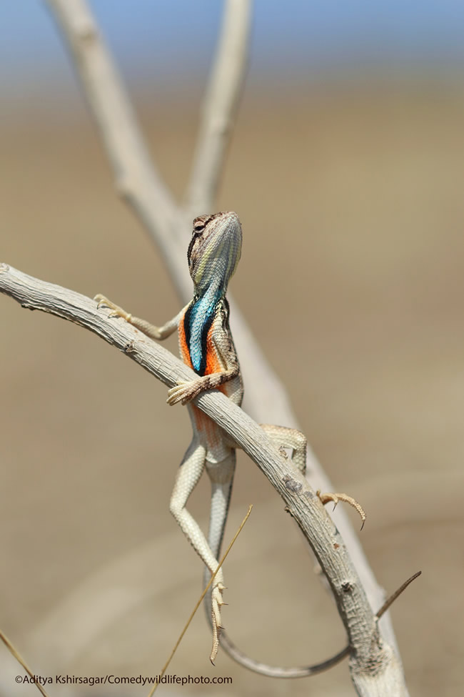 42 Funniest Photos Of The Comedy Wildlife Photography Awards 2021