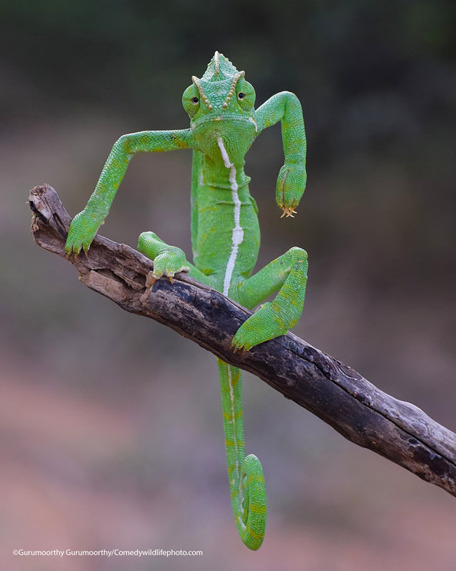 42 Funniest Photos Of The Comedy Wildlife Photography Awards 2021