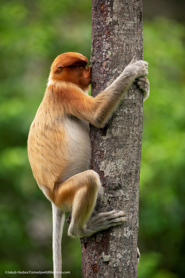 42 Funniest Photos Of The Comedy Wildlife Photography Awards 2021