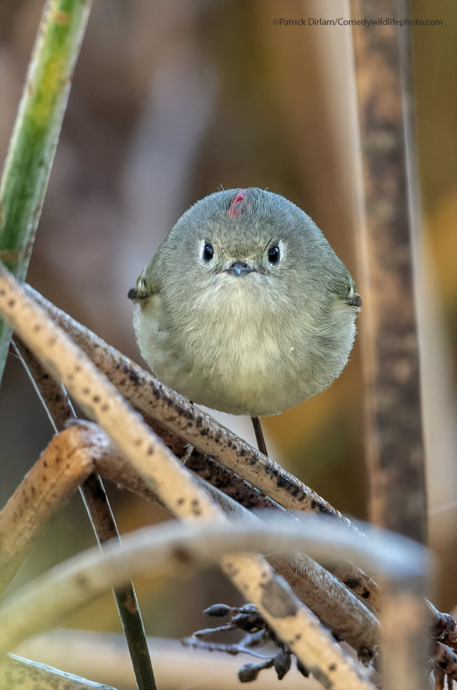 42 Funniest Photos Of The Comedy Wildlife Photography Awards 2021