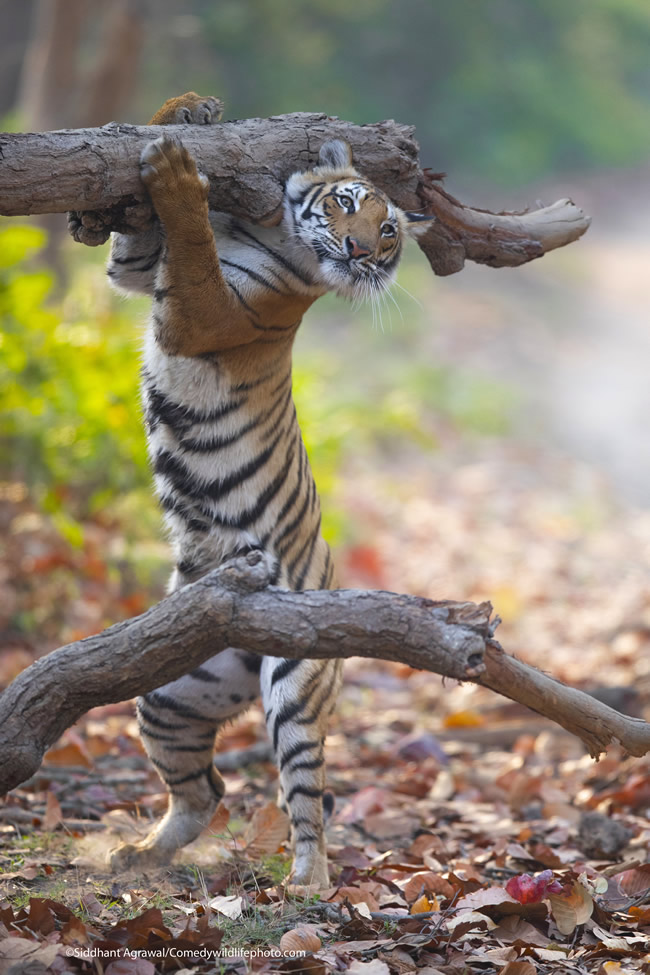 42 Funniest Photos Of The Comedy Wildlife Photography Awards 2021