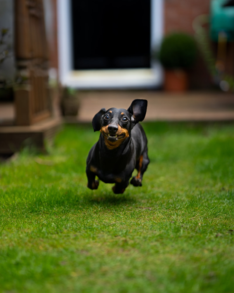 30 Cutest Dog Photos To Make You Smile Today!