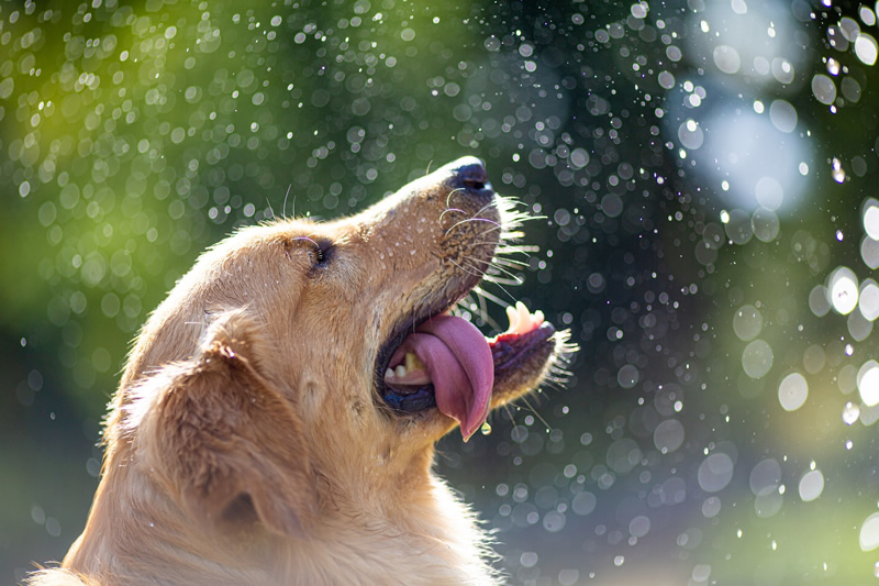 30 Cutest Dog Photos To Make You Smile Today!