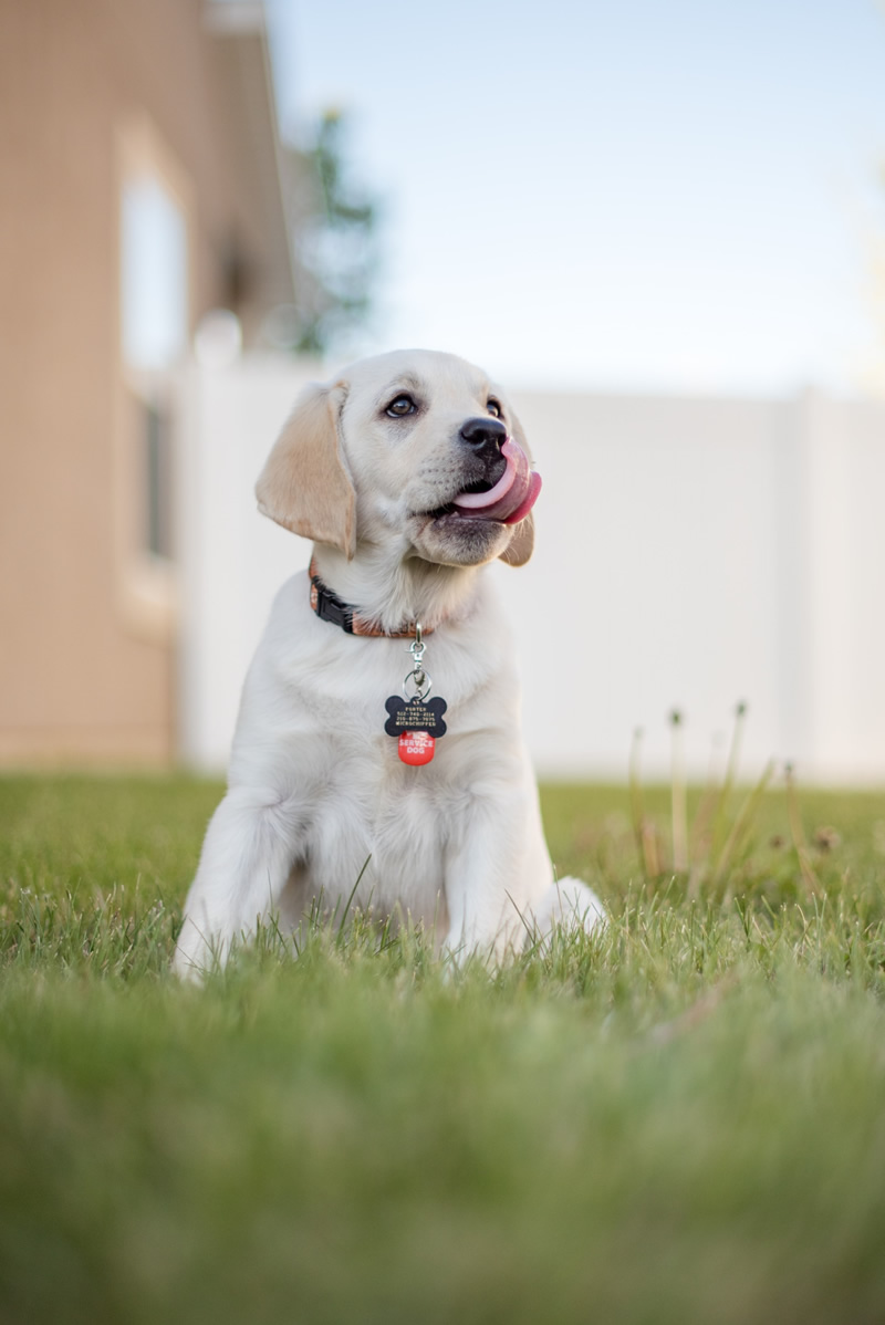 30 Cutest Dog Photos To Make You Smile Today!