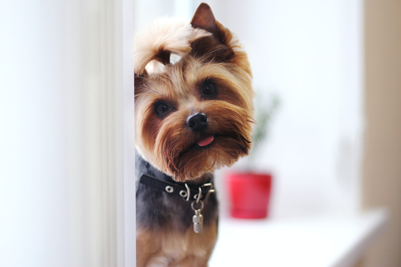 30 Cutest Dog Photos To Make You Smile Today!