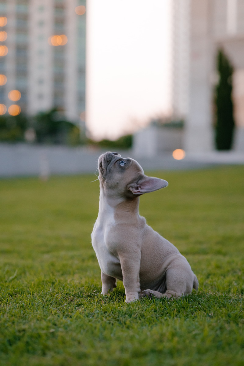 30 Cutest Dog Photos To Make You Smile Today!