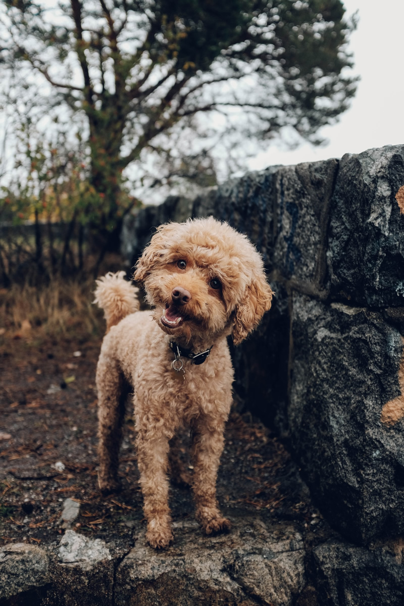 30 Cutest Dog Photos To Make You Smile Today!