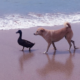 This Adorable Dog And Duck Are Best Friends, They Follow Each Other All Day