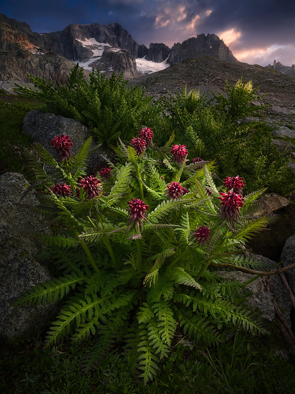 Beautiful Flowers Of The Alps In The Summer By Isabella Tabacchi