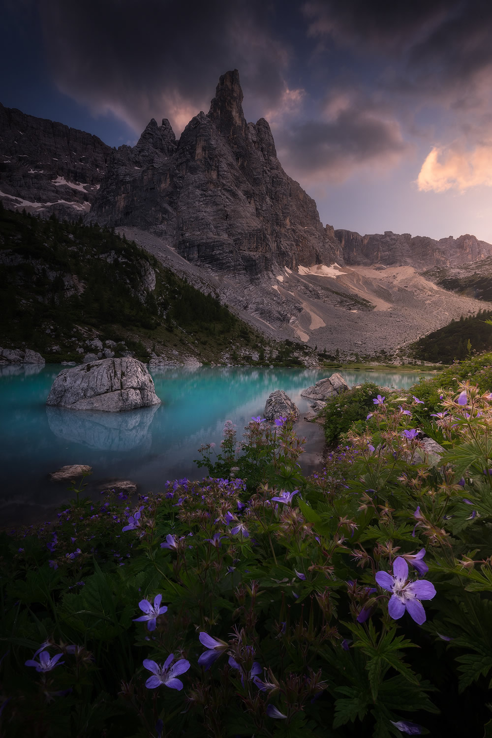 Beautiful Flowers Of The Alps In The Summer By Isabella Tabacchi