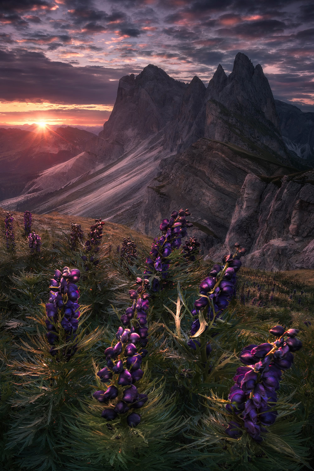 Beautiful Flowers Of The Alps In The Summer By Isabella Tabacchi