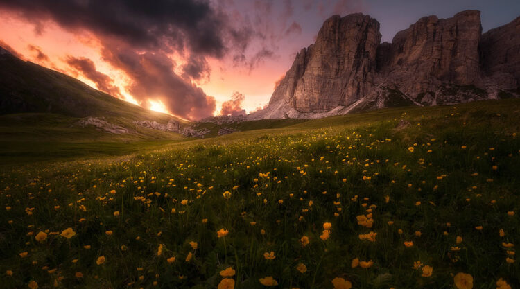 Beautiful Flowers Of The Alps In The Summer By Isabella Tabacchi