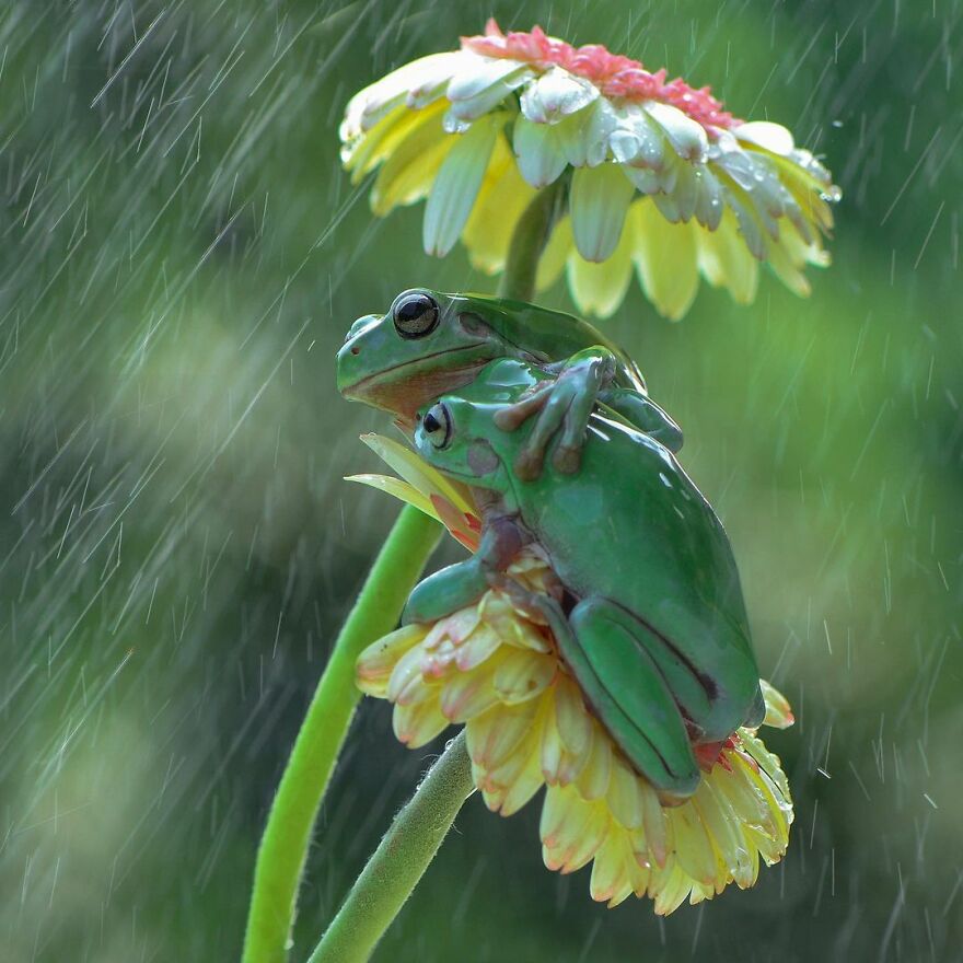 Indonesian Photographer Ajar Setiadi Macro Frog Photography