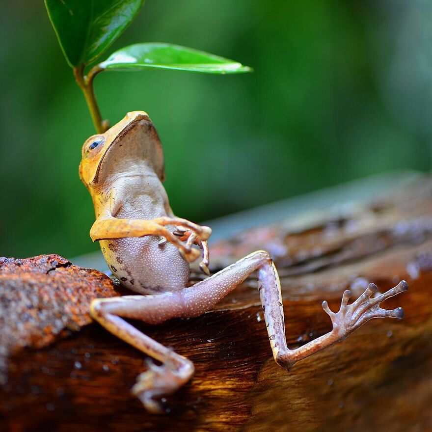 Indonesian Photographer Ajar Setiadi Macro Frog Photography