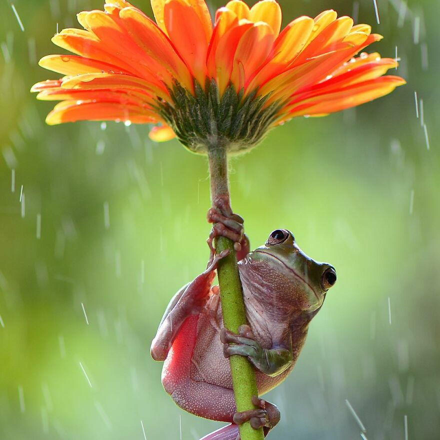 Indonesian Photographer Ajar Setiadi Macro Frog Photography