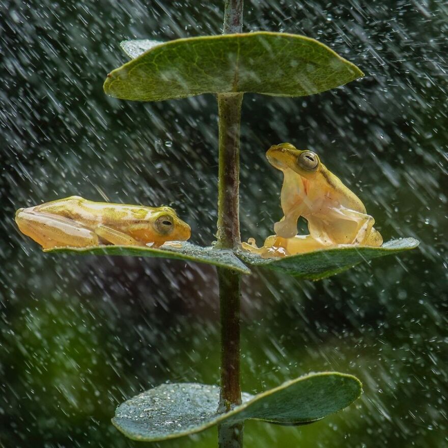 Indonesian Photographer Ajar Setiadi Macro Frog Photography