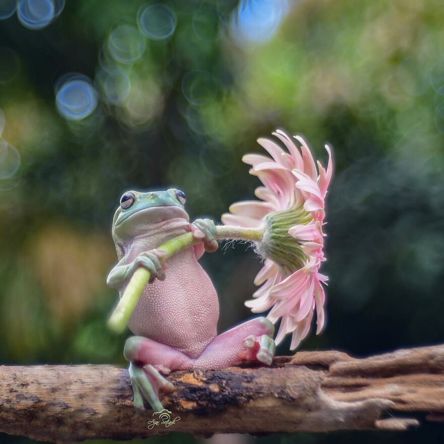 Indonesian Photographer Ajar Setiadi Macro Frog Photography