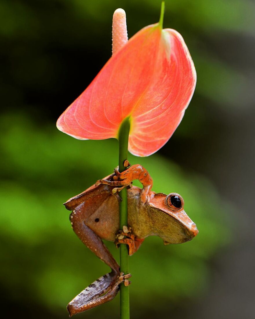 Indonesian Photographer Ajar Setiadi Macro Frog Photography