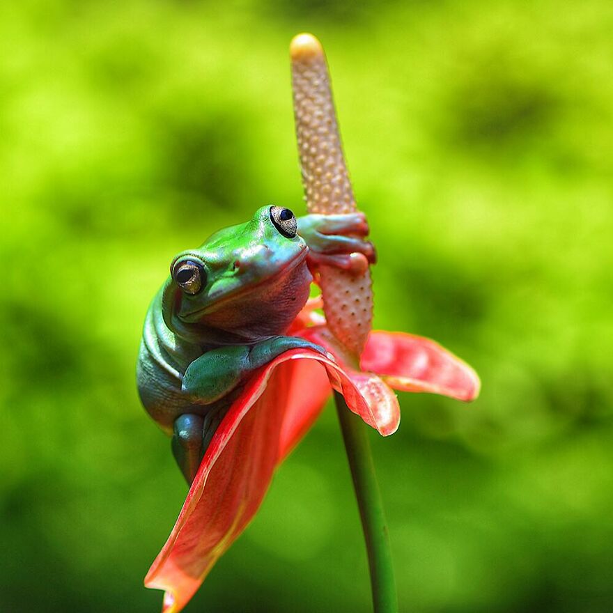 Indonesian Photographer Ajar Setiadi Macro Frog Photography