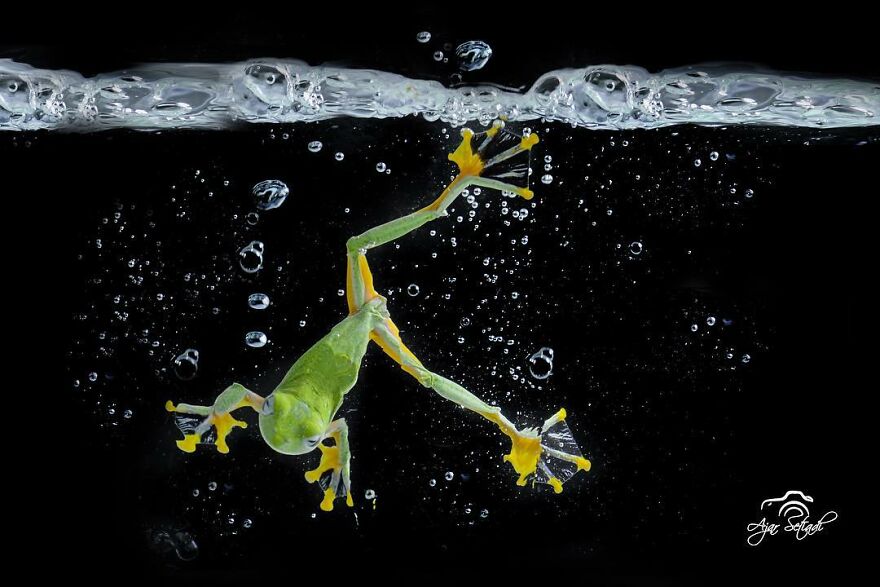 Indonesian Photographer Ajar Setiadi Macro Frog Photography