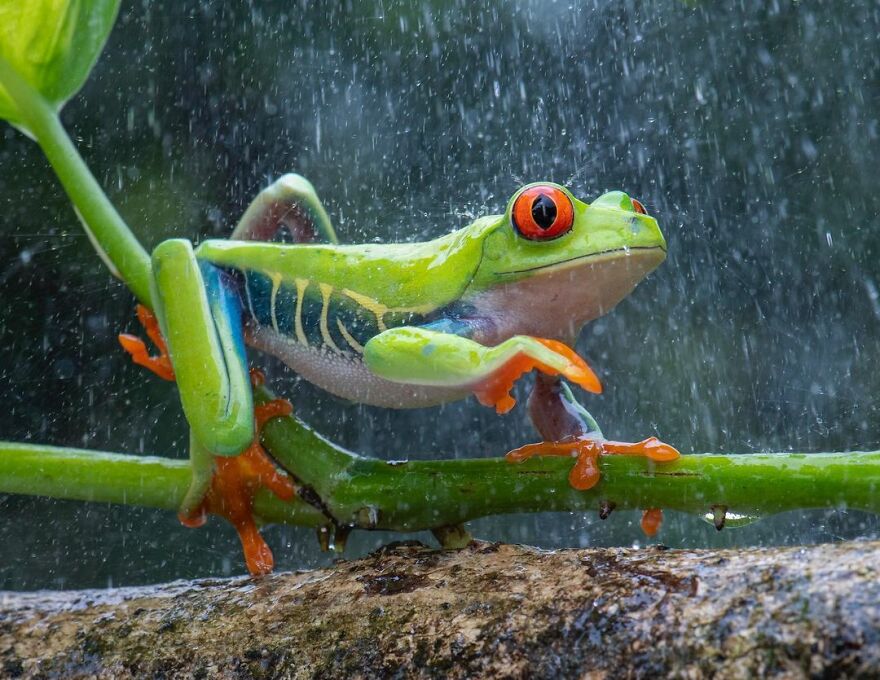 Indonesian Photographer Ajar Setiadi Macro Frog Photography