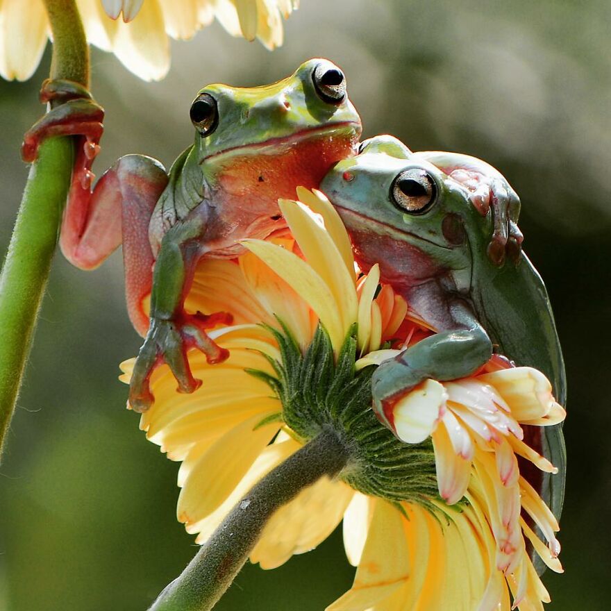 Indonesian Photographer Ajar Setiadi Macro Frog Photography