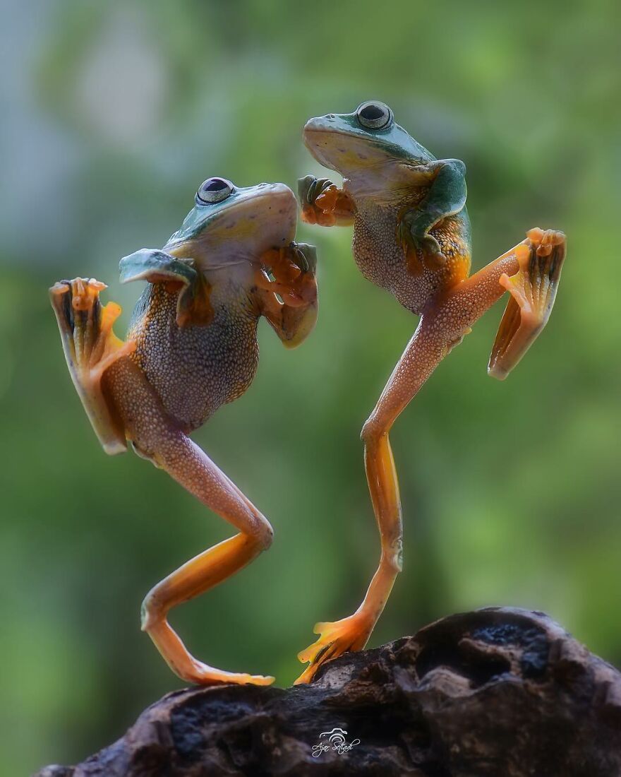 Indonesian Photographer Ajar Setiadi Macro Frog Photography