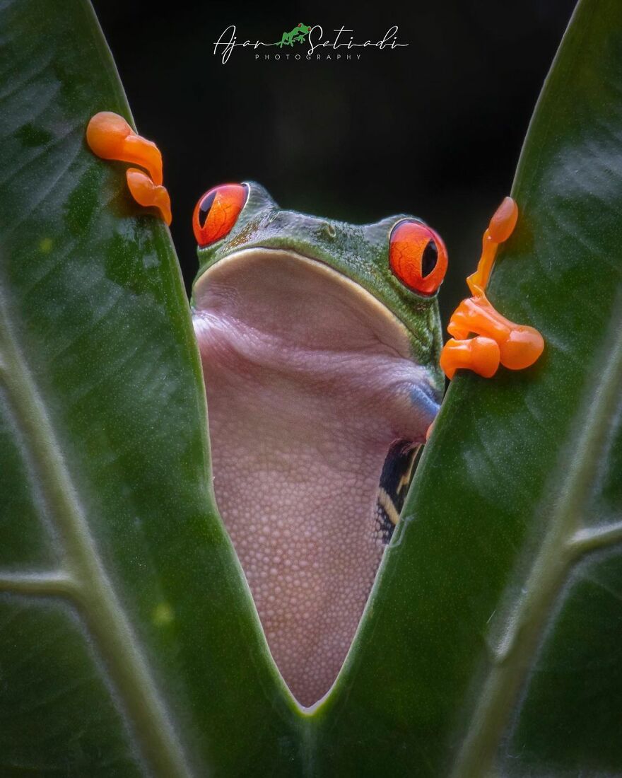 Indonesian Photographer Ajar Setiadi Macro Frog Photography