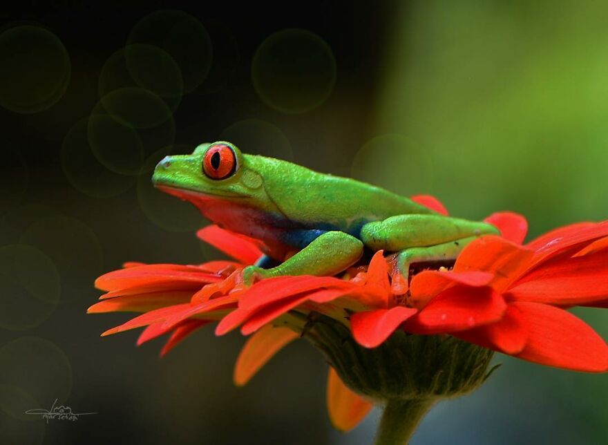 Indonesian Photographer Ajar Setiadi Macro Frog Photography