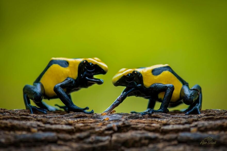 Indonesian Photographer Ajar Setiadi Macro Frog Photography