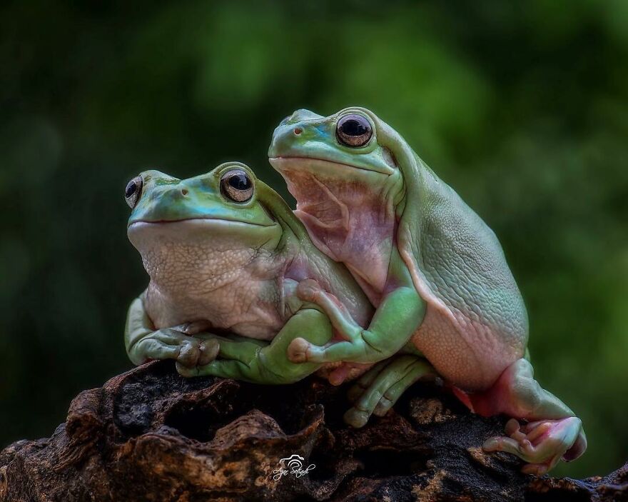 Indonesian Photographer Ajar Setiadi Macro Frog Photography