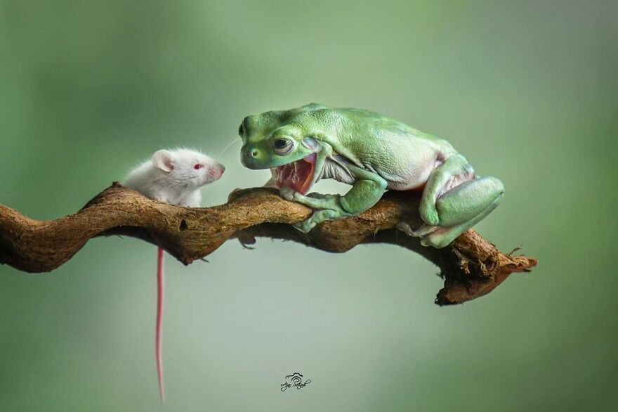 Indonesian Photographer Ajar Setiadi Macro Frog Photography