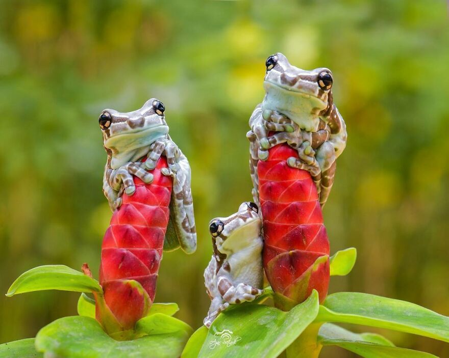 Indonesian Photographer Ajar Setiadi Macro Frog Photography