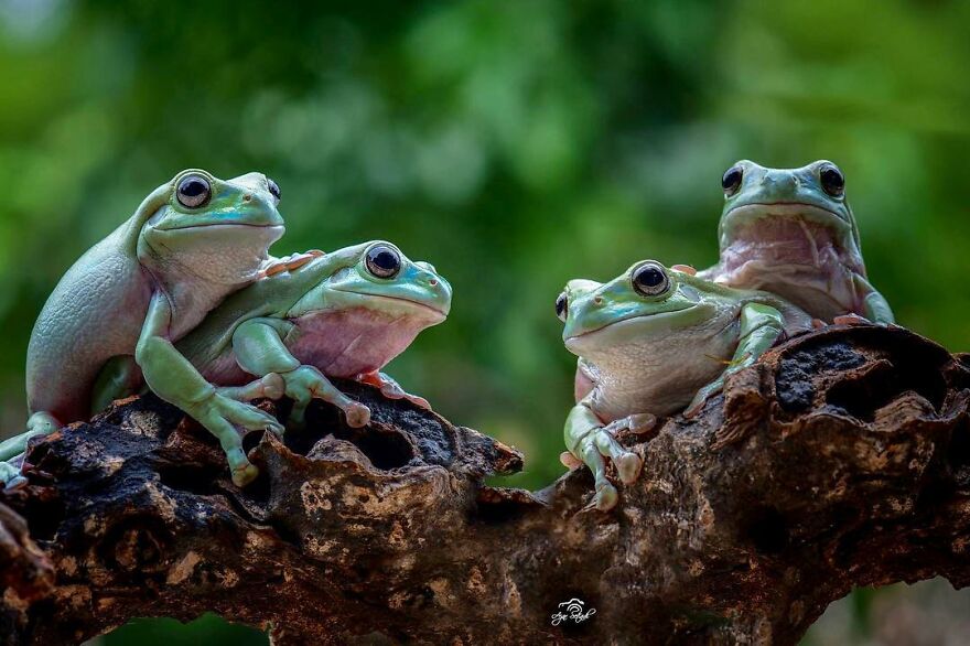 Indonesian Photographer Ajar Setiadi Macro Frog Photography