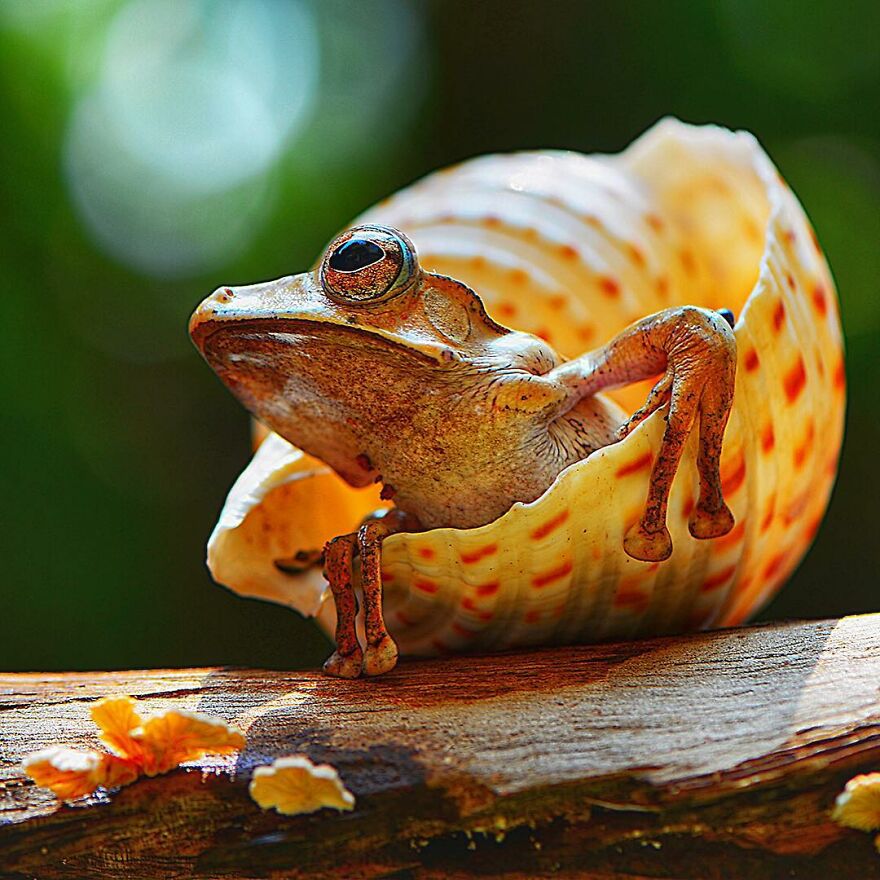 Indonesian Photographer Ajar Setiadi Macro Frog Photography