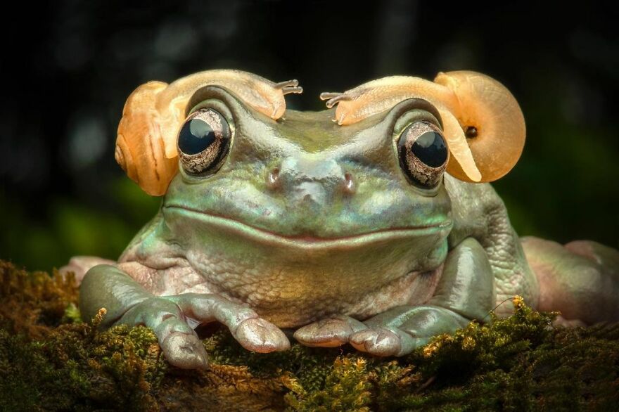 Indonesian Photographer Ajar Setiadi Macro Frog Photography