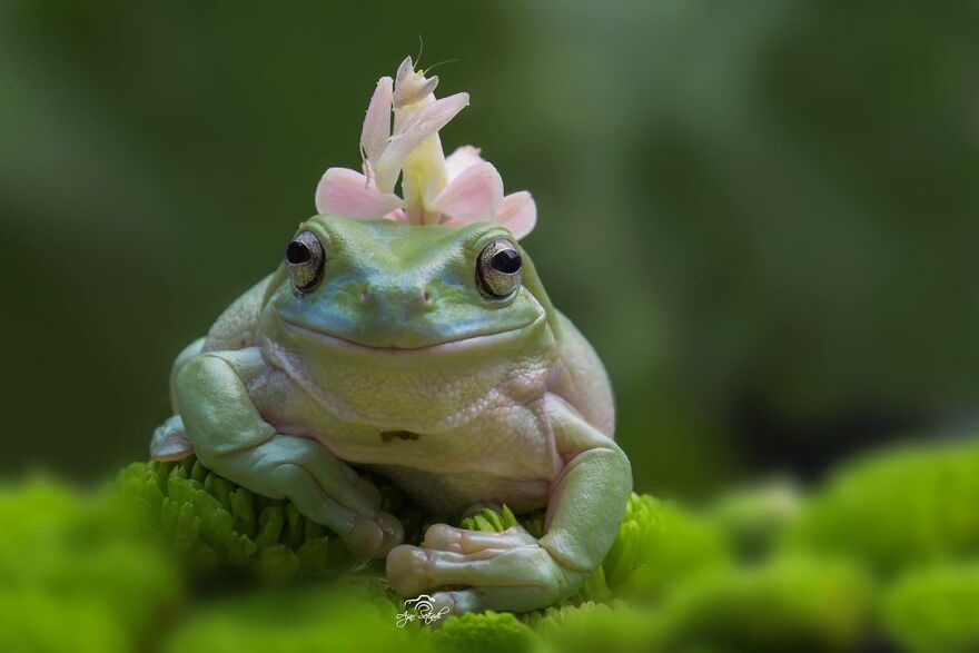 Indonesian Photographer Ajar Setiadi Macro Frog Photography