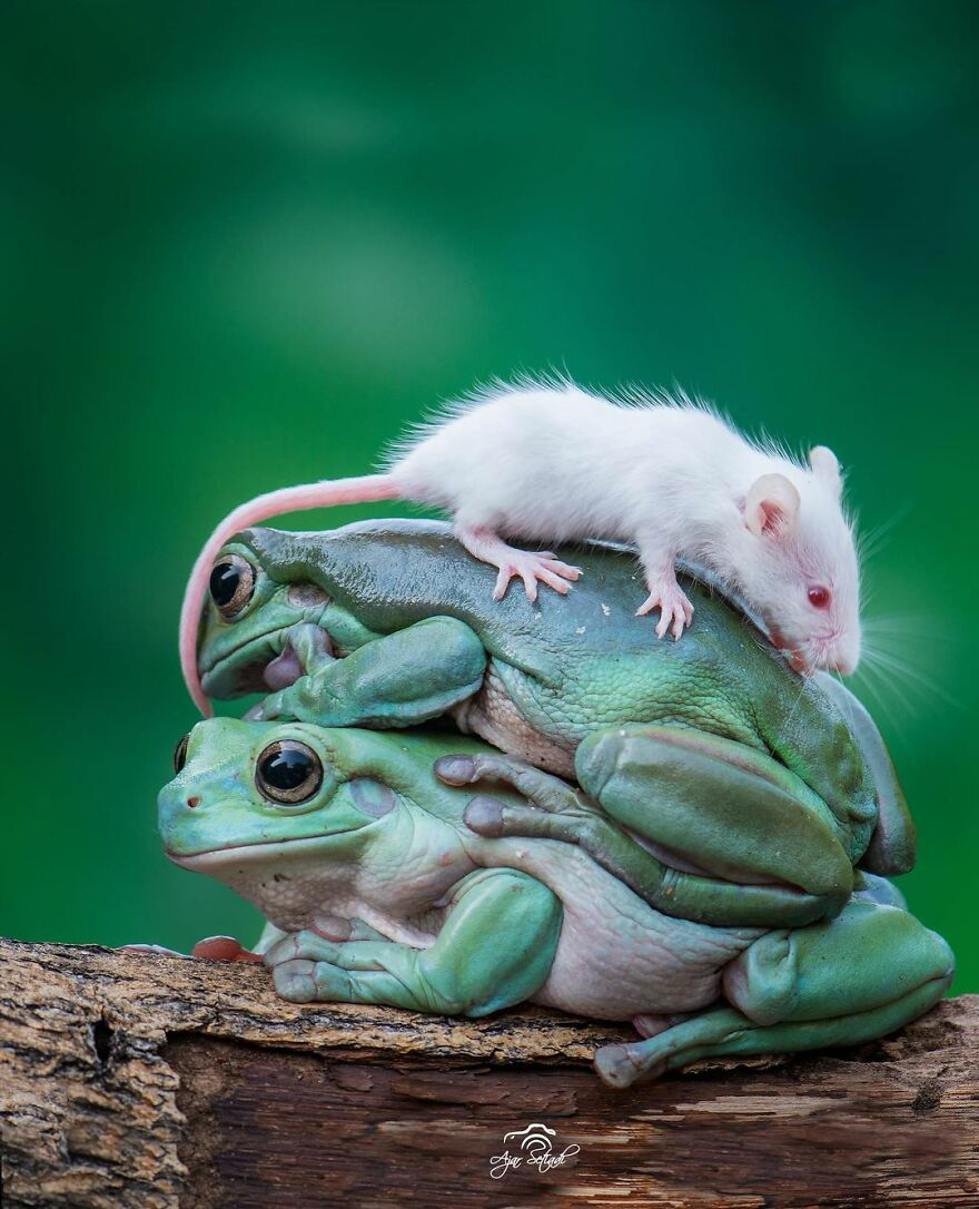 Indonesian Photographer Ajar Setiadi Macro Frog Photography