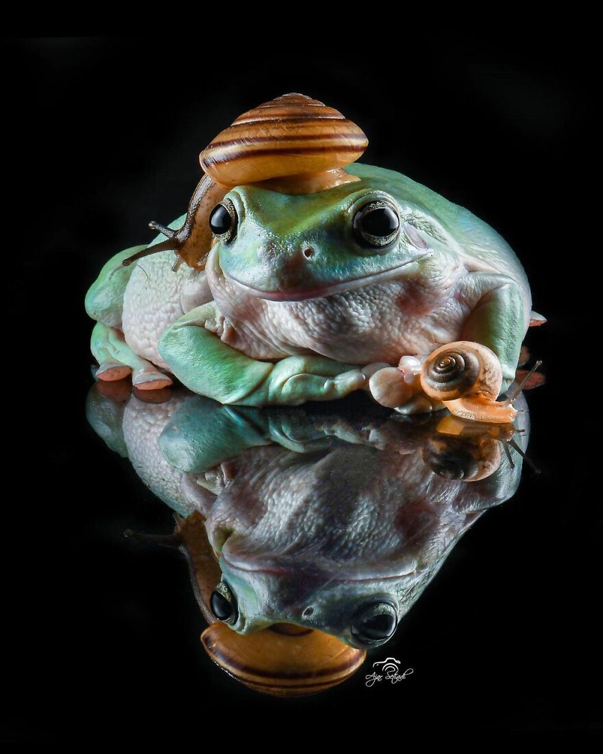 Indonesian Photographer Ajar Setiadi Macro Frog Photography