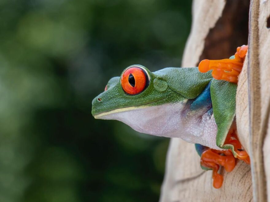 Indonesian Photographer Ajar Setiadi Macro Frog Photography