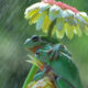 Photographer Ajar Setiadi Stunningly Captured The Frogs Using Flowers As Umbrellas