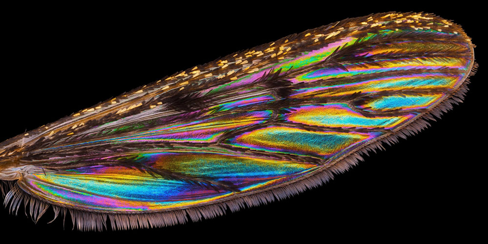 21 Unbelievable Winning Photos Of Nikon Small World 2021