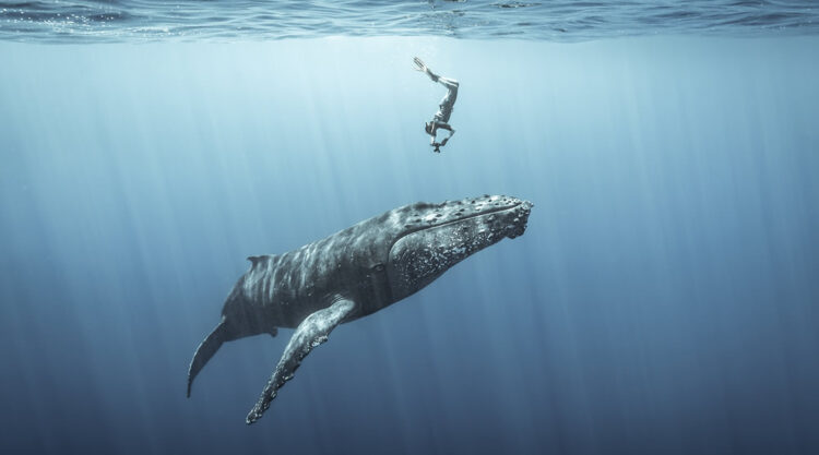 14 Most Impressive Photos From The Ocean Photography Awards 2021 Finalists