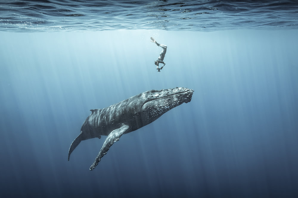 The Ocean Photography Awards 2021 Finalists