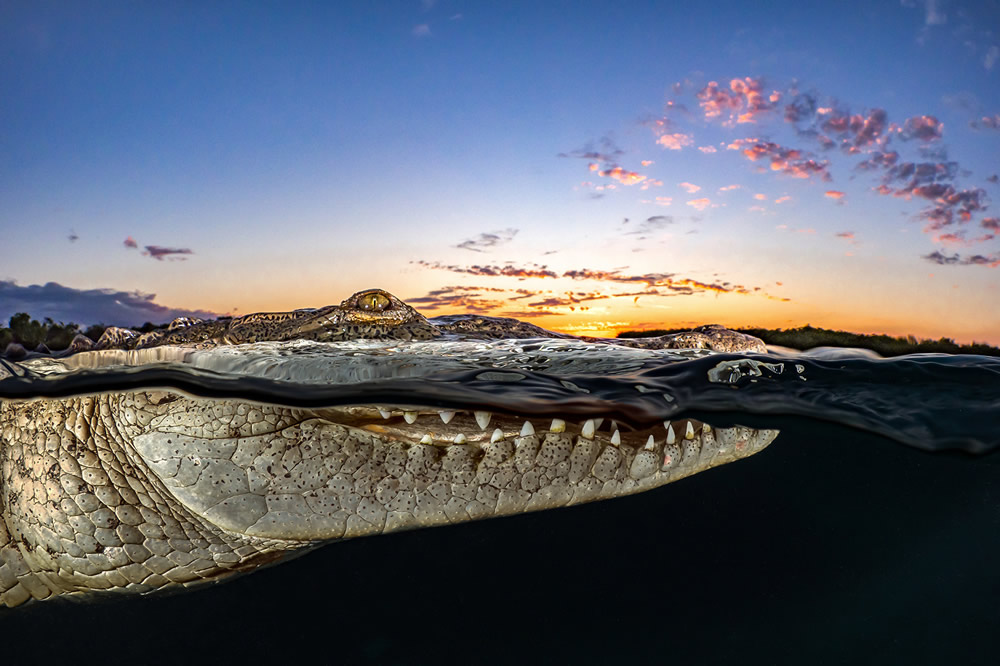 The Ocean Photography Awards 2021 Finalists