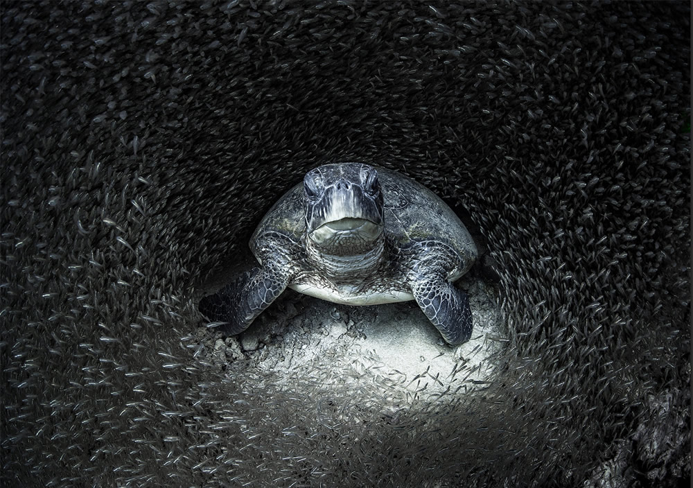 Amazing Winners Of Ocean Photography Awards 2021